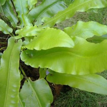 Phyllitis scolopendrium - Fougère Scolopendre