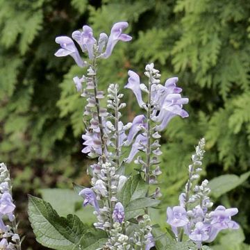 Scutellaria incana - Herbst-Helmkraut