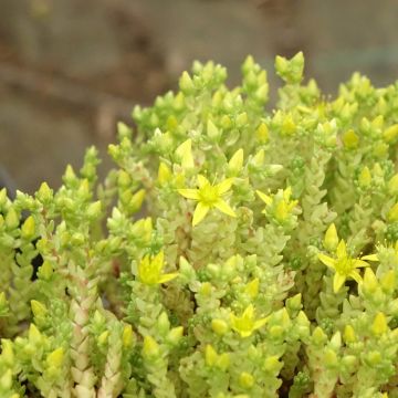 Scharfer Mauerpfeffer Yellow Queen - Sedum acre