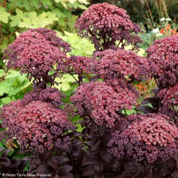 Fetthenne Dark Magic - Sedum telephium