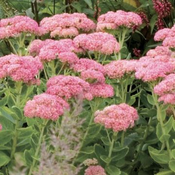 Fetthenne Septemberglut - Sedum spectabile