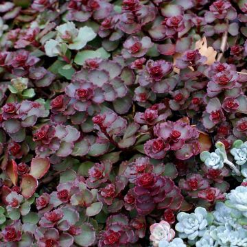 Fetthenne Dragon Blood - Sedum spurium