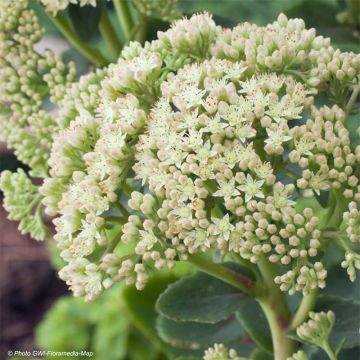 Fetthenne Sunkissed - Sedum