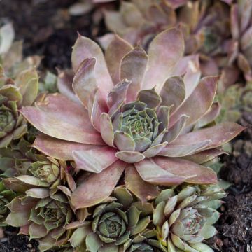 Hauswurz (BigSam series) Coral Gray - Sempervivum