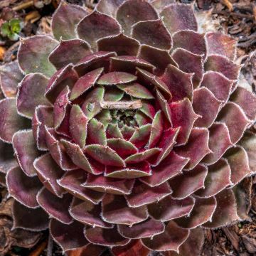 Hauswurz (BigSam series) Ruby Star - Sempervivum