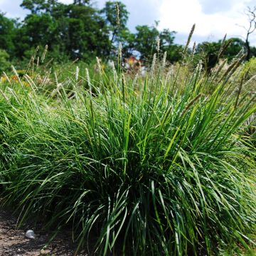 Sesleria autumnalis - Seslérie d'automne