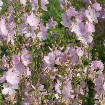 Sidalcea malviflora Elsie Heugh - Präriemalve