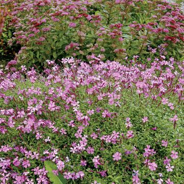 Herbst-Leimkraut Splendens - Silene schafta