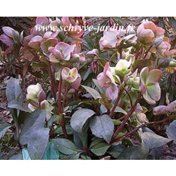 Hellebore nigercors Silvermoon