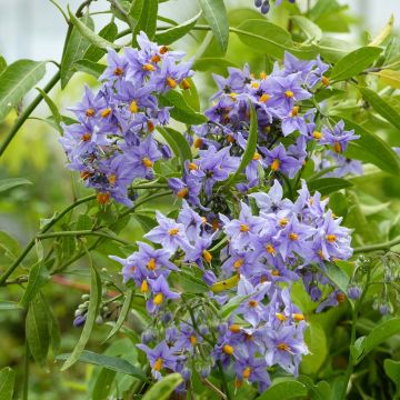 Solanum crispum Glasnevin - Chilenischer Nachtschatten