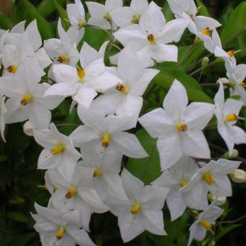 Solanum jasminoides Album - Jasminblütige Nachtschatten