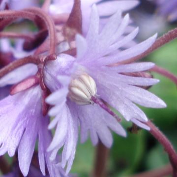 Soldanella villosa - Troddelblume