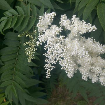 Sibirische Fiederspiere - Sorbaria sorbifolia