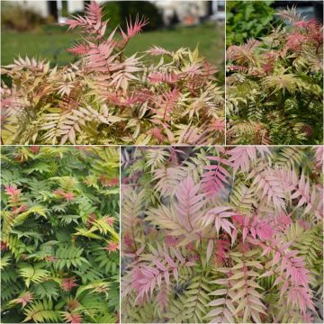 Sibirische Fiederspiere Pink Hopi - Sorbaria sorbifolia