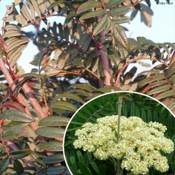 Leitern-Eberesche - Sorbus scalaris