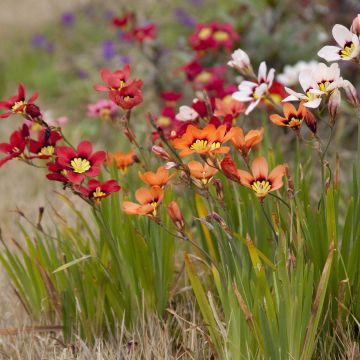 Sparaxis tricolor Mix - Fransenschwertel