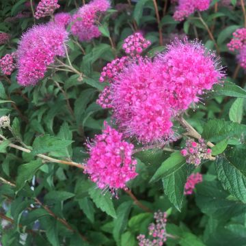 Rote Sommerspiere Superstar - Spiraea bumalda