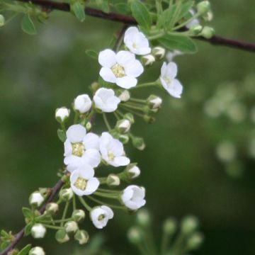 Weiße Rispenspiere Graciosa - Spiraea cinerea