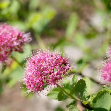 Dichtblütiger Spierstrauch - Spiraea densiflora