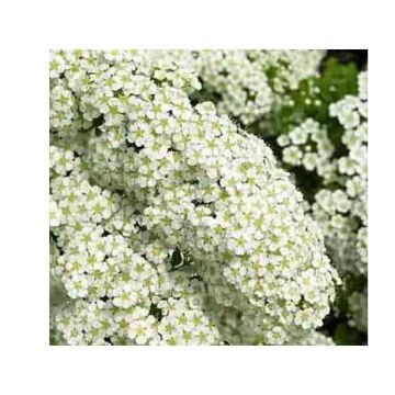 Japanische Strauchspiere Halwards Silver - Spiraea nipponica