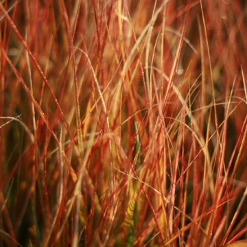 Stipa arundinacea - Anemanthele lessoniana