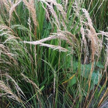 Stipa calamagrostis - Federgras