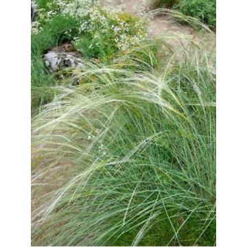 Stipa capillata - Federgras