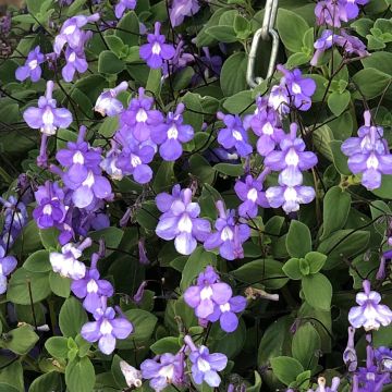 Streptocarpus saxorum Purple - Drehfrucht