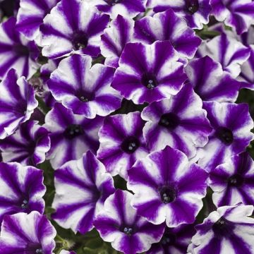 Petunia Supertunia Mini Vista Violet Star