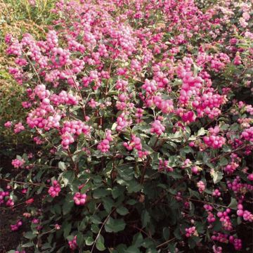 Amethystbeere Magical Candy - Symphoricarpos