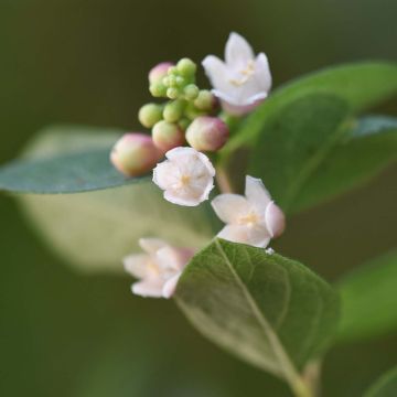 Amethystbeere Magical Sweet - Symphoricarpos doorenbosii