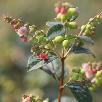 Schneebeere Magical Galaxy - Symphoricarpos