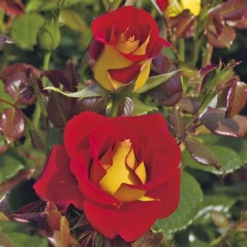 Rosa Ketchup & Mustard - Edelrose