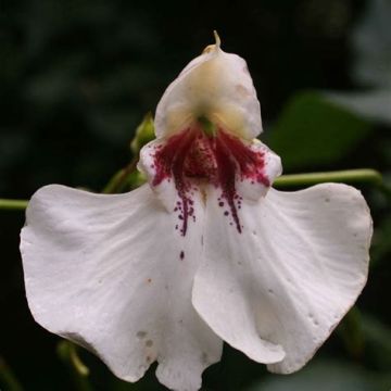 Impatiens tinctoria - Springkraut