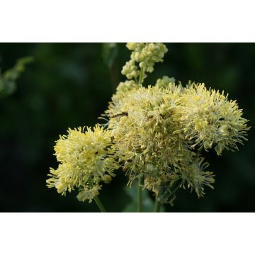 Thalictrum sphaerostachyum - Wiesenraute