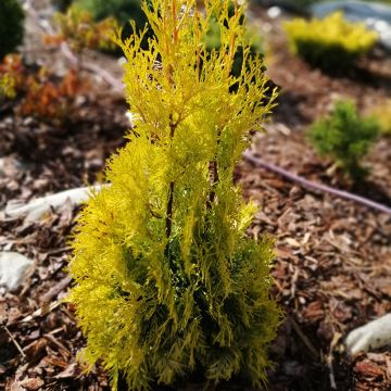 Thuja occidentalis Malonyana Aurea