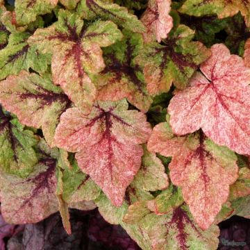 Tiarella Mystic Mist - Schaumblüte