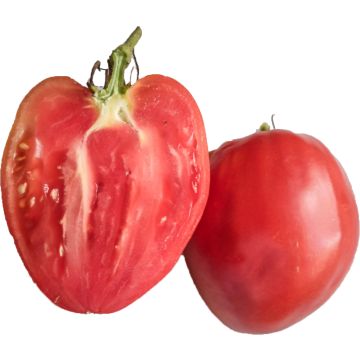 Fleischtomate Cuor di Bue Rose