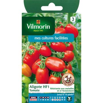 Tomate Aligote F1 - Vilmorin 