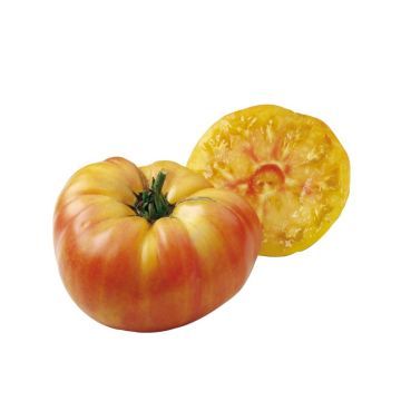 Fleischtomate Ananas Bio (Veredelte Tomate)