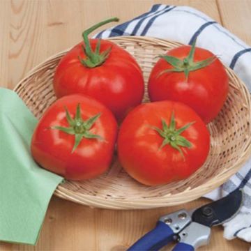 Tomate Beefsteak