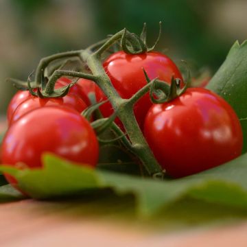 Kirschtomate Harmony F1 (Veredelte Tomate)