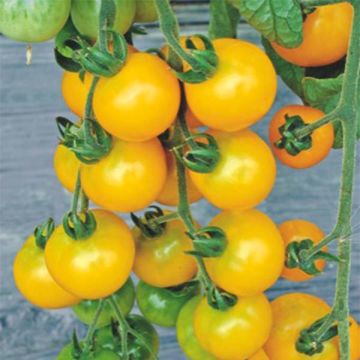 Kirschtomate Yellow Grapes F1