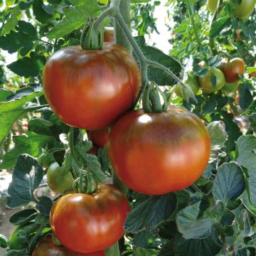 Tomate Chocoprevia F1 Nerondo (Veredelte Tomate)