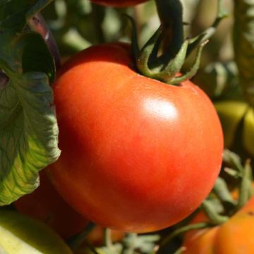 Tomate Cobra F1 en plants - spéciale abris