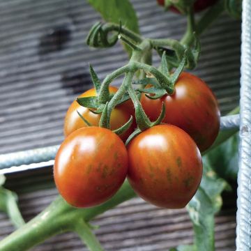 Tomate Cookie F1 Bio (Veredelte Tomate)