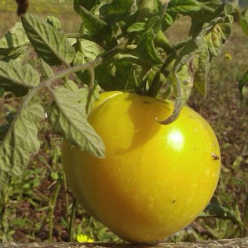 Tomate Lemon Boy F1 (Veredelte Tomate)