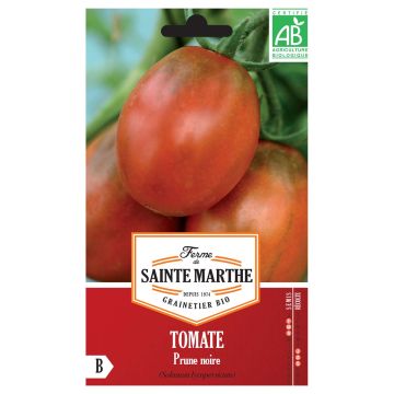 Tomate Prune Noire Bio