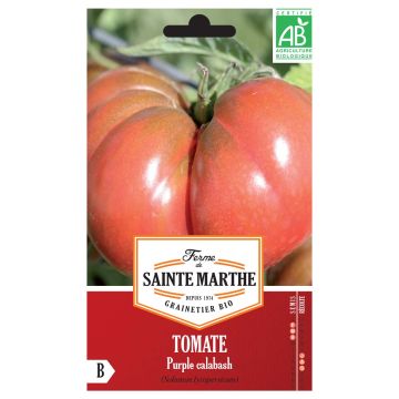 Tomate Purple Calabash Bio