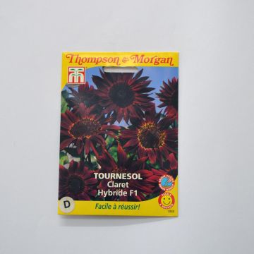 Gemeine Sonnenblume F1 Claret - Helianthus